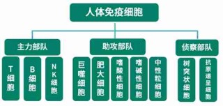 人体免疫系统揭秘/人体免疫系统有多强大知乎