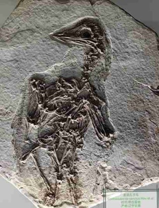 古生物化石研究进展/古生物化石有什么用