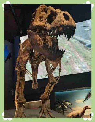 古生物化石研究进展/古生物化石展览