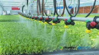 有机蔬菜种植技术/有机蔬菜种植技术视频