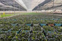 有机蔬菜种植技术/有机蔬菜种植技术视频