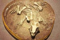 古生物化石研究进展/古生物化石展览