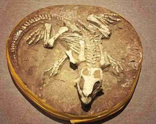 古生物化石研究进展/古生物化石展览