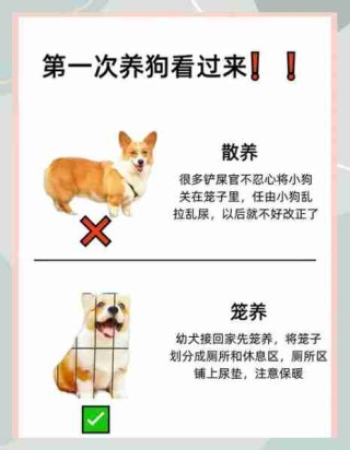 宠物饲养实用技巧/宠物饲养实用技巧有哪些