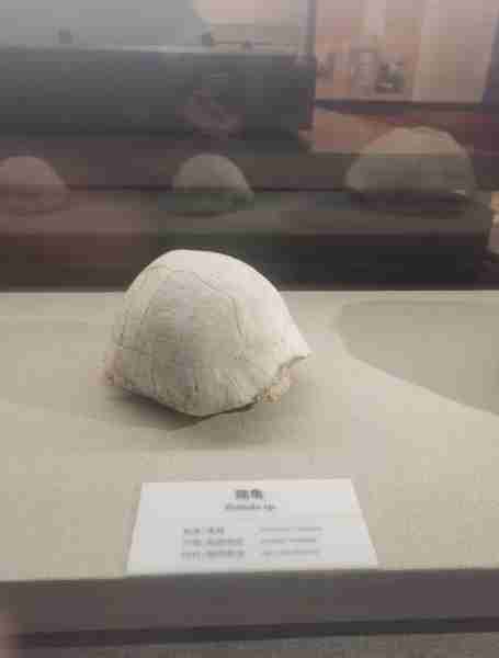 古生物化石研究进展/古生物化石有什么用