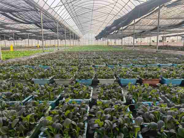 有机蔬菜种植技术/有机蔬菜种植技术视频