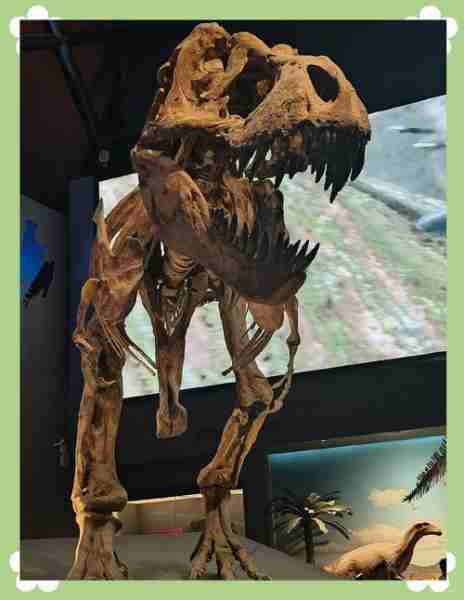 古生物化石研究进展/古生物化石展览